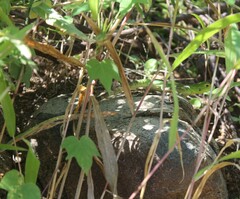 Ctenosaura macrolopha