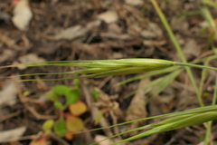 Bromus diandrus