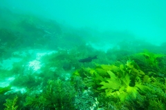 Olisthops cyanomelas