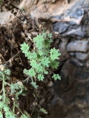 Phacelia perityloides
