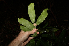 Dysoxylum rufum