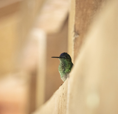 Thalurania glaucopis