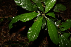 Sloanea australis