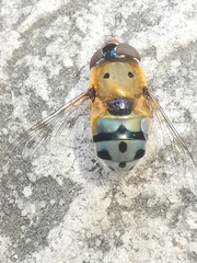 Austalis pulchella