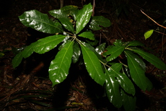 Sloanea australis