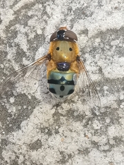 Austalis pulchella
