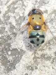Austalis pulchella
