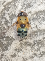 Austalis pulchella