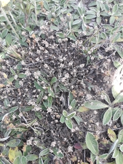 Lepidium solandri