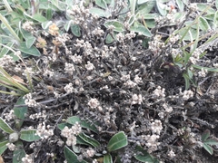 Lepidium solandri