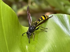 Phimenes flavopictus blanchardi