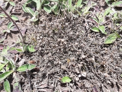 Lepidium solandri