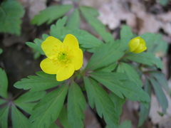 Anemonoides ranunculoides