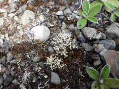 Xanthoparmelia reptans