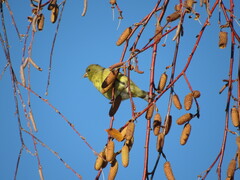 Spinus psaltria