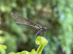 Heliocypha fenestrata