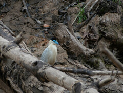 Pilherodius pileatus