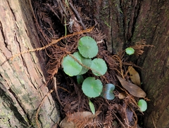 Hydrocotyle verticillata
