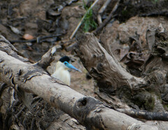 Pilherodius pileatus