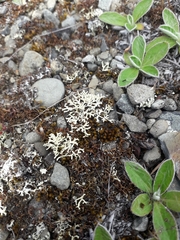 Xanthoparmelia reptans