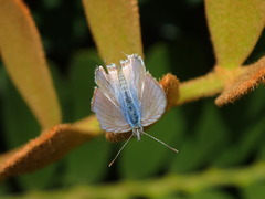 Theclinesthes onycha