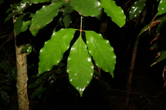 Heritiera trifoliolata