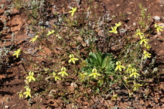Goodenia arguta