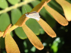 Theclinesthes onycha