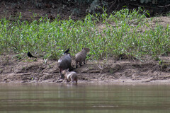 Molothrus oryzivorus