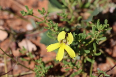 Goodenia arguta