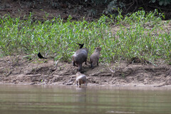 Molothrus oryzivorus