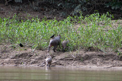 Molothrus oryzivorus