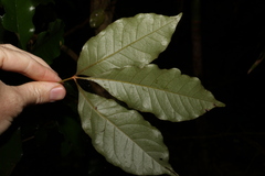 Heritiera trifoliolata