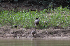Molothrus oryzivorus