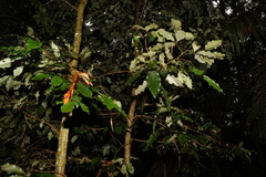 Heritiera trifoliolata