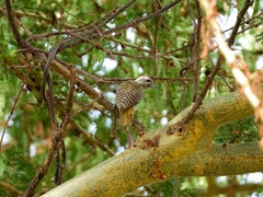 Chloropicus fuscescens