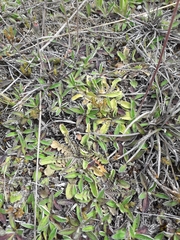 Sonchus novae-zelandiae