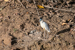 Pilherodius pileatus