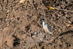 Pilherodius pileatus