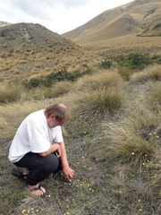 Sonchus novae-zelandiae