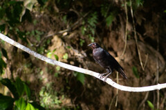 Molothrus oryzivorus