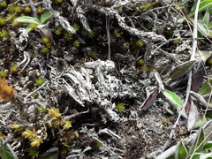 Lecanora epibryon broccha