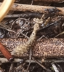 Ligaria