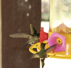 Eupetomena cirrochloris