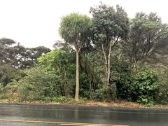 Pittosporum crassifolium