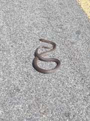 Masticophis mentovarius