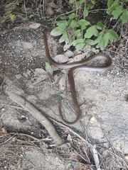 Masticophis mentovarius