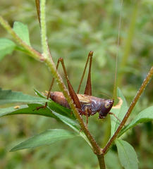 Conocephalus strictus