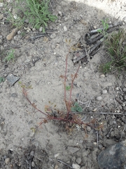 Torilis arvensis