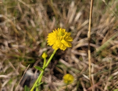 Polygala rugelii
